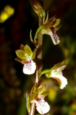 Acrolophia micrantha