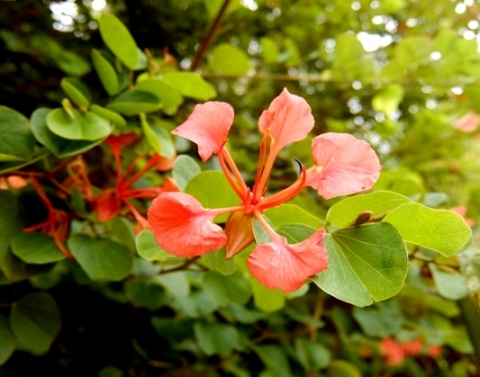 Bauhinia galpinii flower