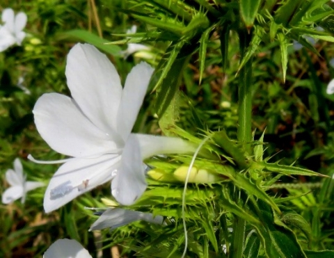 Barleria elegans flower