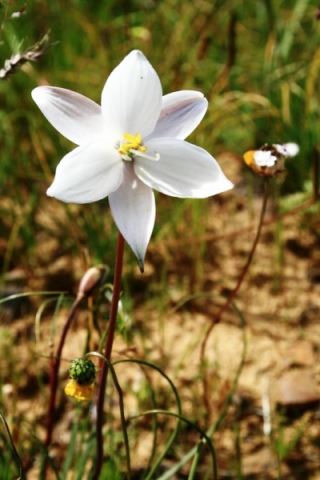 Cyanella alba subsp. alba