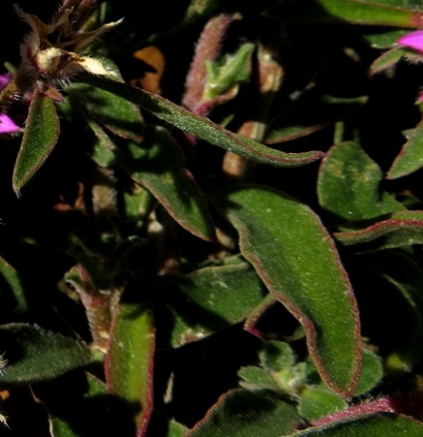 Aizoon paniculatum leaves
