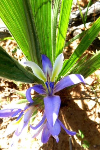 Babiana mucronata subsp. mucronata flower