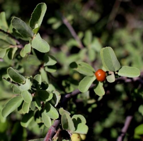 Grewia flava grey-green leaves
