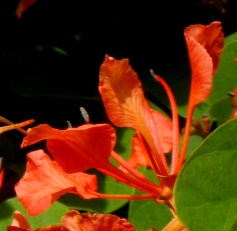 Bauhinia galpinii flower profile
