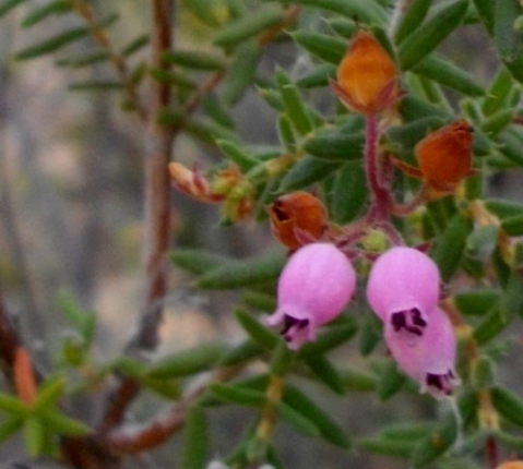 Erica pubescens flowers