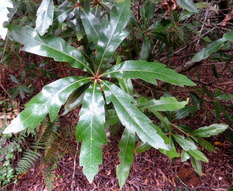 Brabejum stellatifolium stem-tip leaves glossy