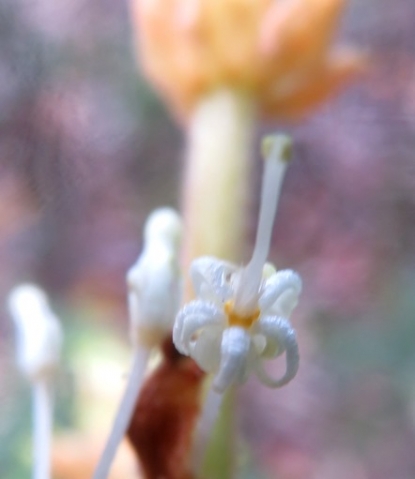 Brabejum stellatifolium open floret