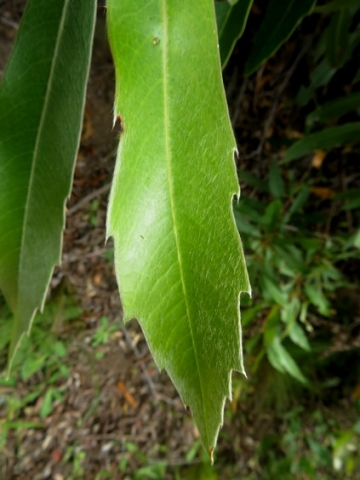 Brabejum stellatifolium upper leaf part