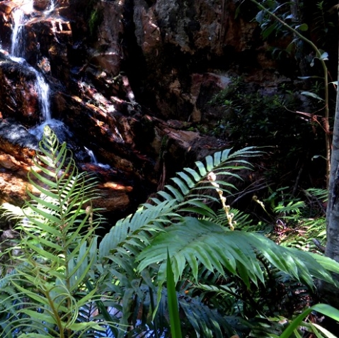 Ferns by a waterfall