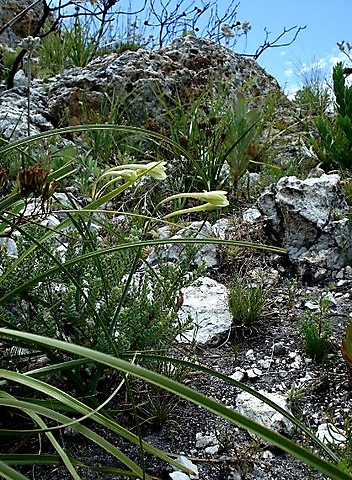 Cyrtanthus leucanthus