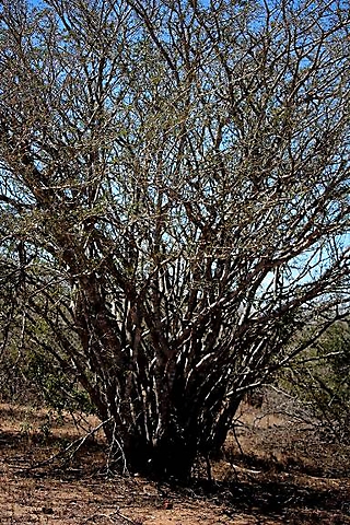 Albizia petersiana subsp. evansii