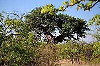 Baobab among mopane
