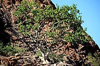 Ficus abutilifolia, the large-leaved rock fig