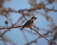 Redbilled quelea, the feathered locust