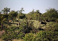 Eland in Limpopo Valley bushveld