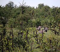 Mapungubwe National Park