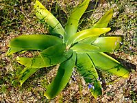 Ammocharis longifolia