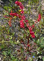 Rumex lativalvis red flowers and fruit covers