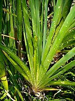 Aloe cooperi 