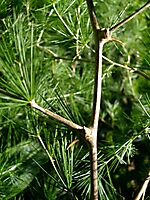 Asparagus retrofractus spines and stems