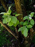 Brachylaena rotundata lower stems