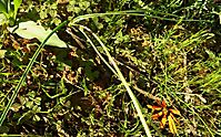 Bulbinella cauda-felis leaves