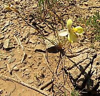 Cyanella alba subsp. flavescens