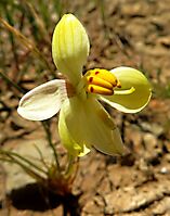 Cyanella alba subsp. flavescens flower