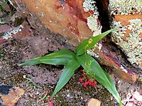Cyanella orchidiformis leaves