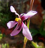 Cyanella orchidiformis flower