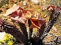Hoodia gordonii in stages of undress