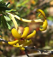 Lasiosiphon deserticola also known as saffraan