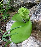 Massonia bifolia not often seen