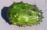 Acanthosicyos naudinianus green fruit
