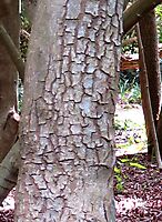 Ziziphus rivularis bark