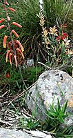 Aloiampelos gracilis flowers