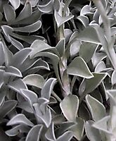 Helichrysum argyrophyllum leaves