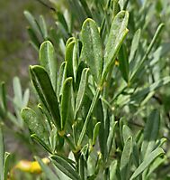 Calobota cytisoides leaves in conference