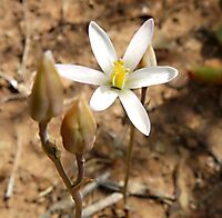 Ornithogalum pilosum flower