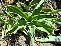 Veltheimia capensis leaves broad and less wavy