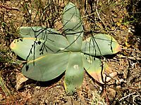 Brunsvigia striata leaves