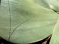 Brunsvigia striata leaf close-up