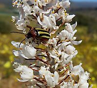 Bulbinella cauda-felis with Disonycha-type beetle