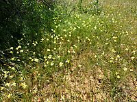 Cyanella alba subsp. flavescens in numbers