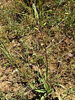 Cyanella hyacinthoides buds