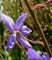 Cyanella hyacinthoides flower from behind