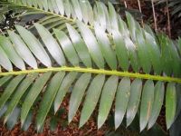 Encephalartos altensteinii leaf