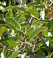 Ficus cordata subsp. cordata leaves against sunlight