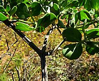 Zygophyllum foetidum old woody stems