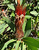 Protea aurea subsp. aurea old head closed again